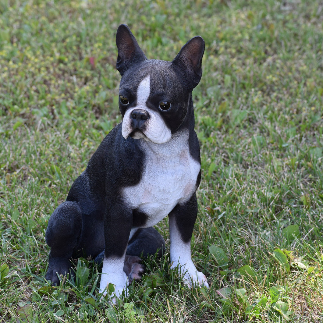 87791 - DOG-BOSTON TERRIER