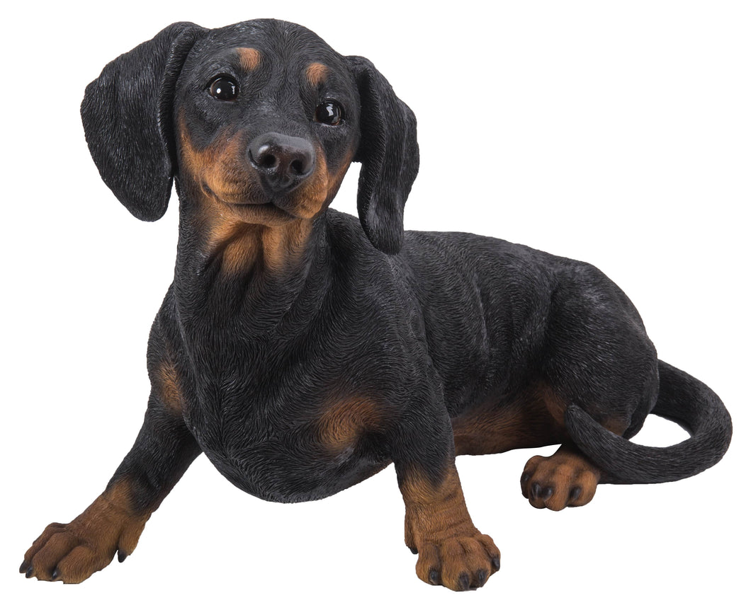 DOG-DACHSHUND