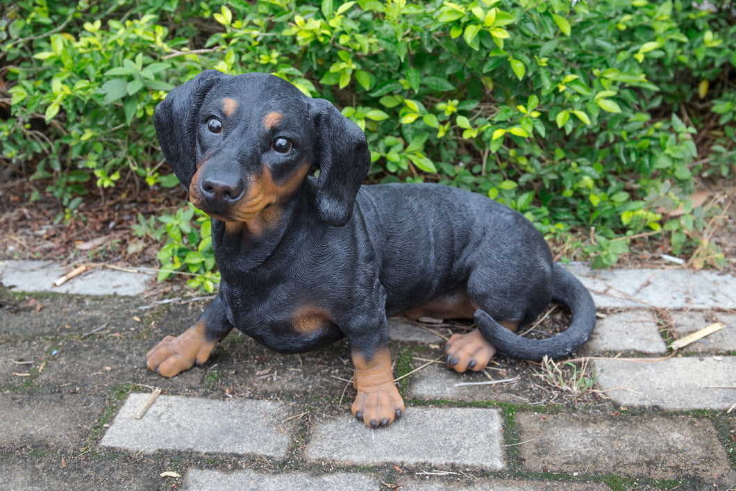 87799-B - DOG-DACHSHUND