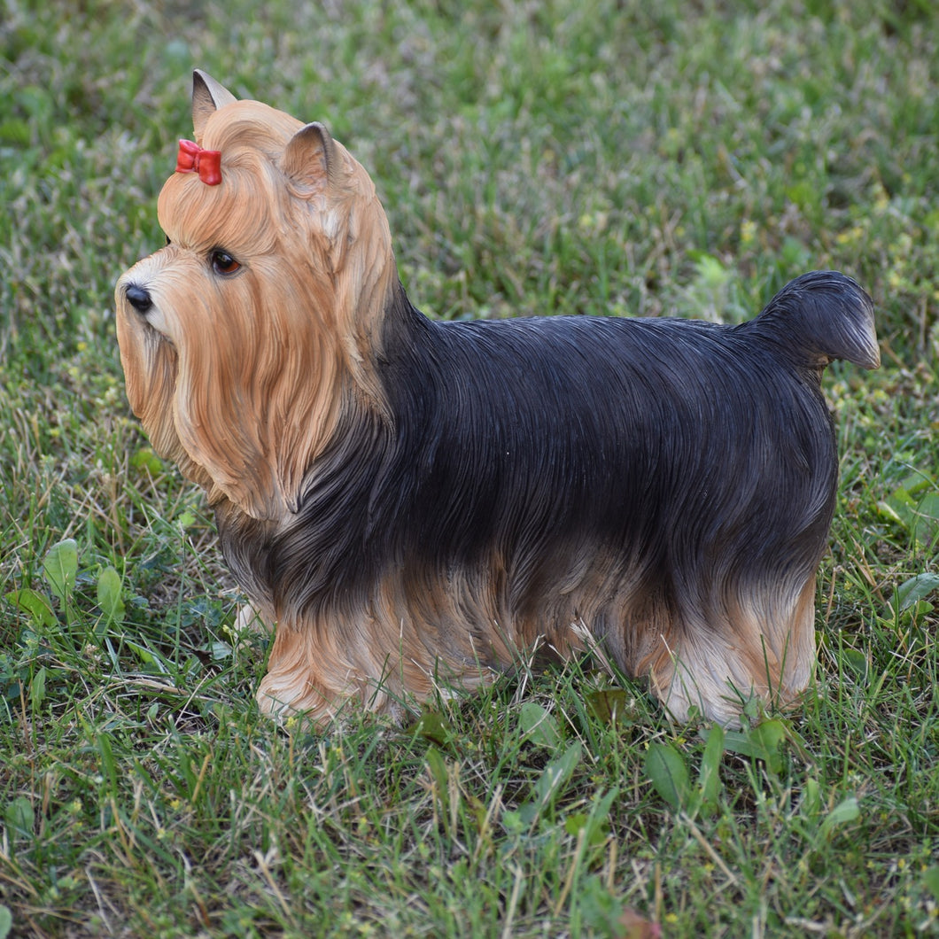 87802 - DOG-YORKSHIRE TERRIER