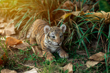 Load image into Gallery viewer, 87808-A - TIGER BABY PLAYING
