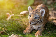 Load image into Gallery viewer, 87808-A - TIGER BABY PLAYING
