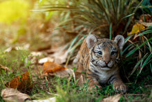 Load image into Gallery viewer, 87808-A - TIGER BABY PLAYING
