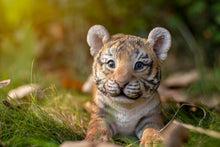 Load image into Gallery viewer, 87808-A - TIGER BABY PLAYING
