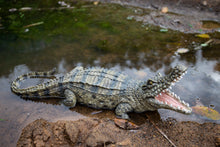 Load image into Gallery viewer, 87820 - CROCODILE WITH MOUTH OPEN UP
