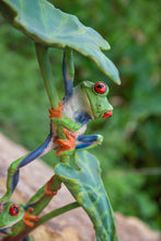 Load image into Gallery viewer, 87822-A - LOTUS LEAF WITH RED-EYED TREE FROG
