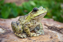 Load image into Gallery viewer, 87822-B - AMERICAN BULLFROG
