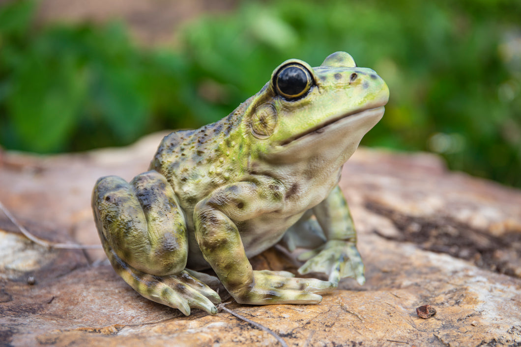 87822-B - AMERICAN BULLFROG