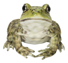 Load image into Gallery viewer, 87822-B - AMERICAN BULLFROG
