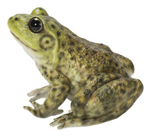 Load image into Gallery viewer, 87822-B - AMERICAN BULLFROG
