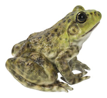 Load image into Gallery viewer, 87822-B - AMERICAN BULLFROG
