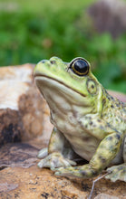 Load image into Gallery viewer, 87822-B - AMERICAN BULLFROG
