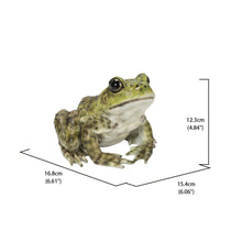 Load image into Gallery viewer, 87822-B - AMERICAN BULLFROG
