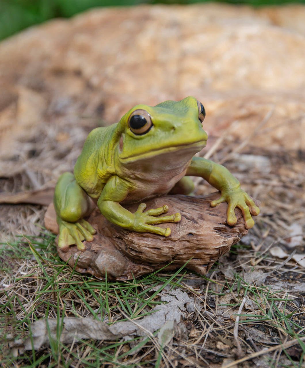 87822-C - WHITE'S TREE FROG