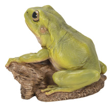 Load image into Gallery viewer, 87822-C - WHITE&#39;S TREE FROG
