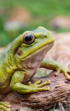 Load image into Gallery viewer, 87822-C - WHITE&#39;S TREE FROG
