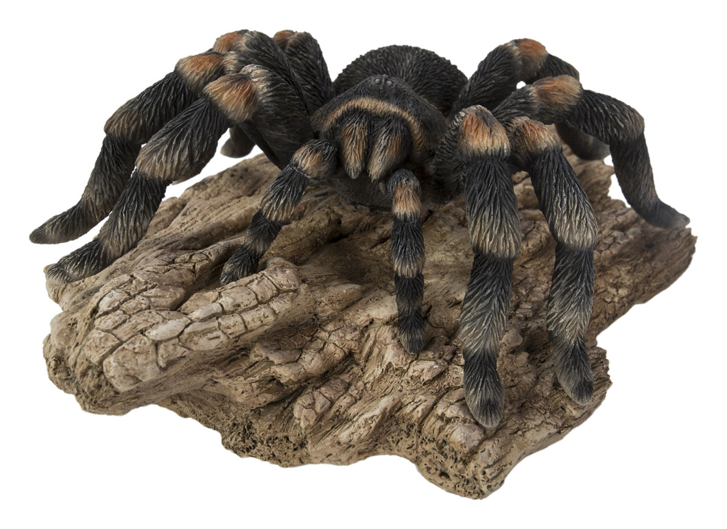 TARANTULA