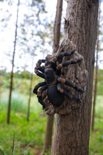 Load image into Gallery viewer, 87823-A - TARANTULA
