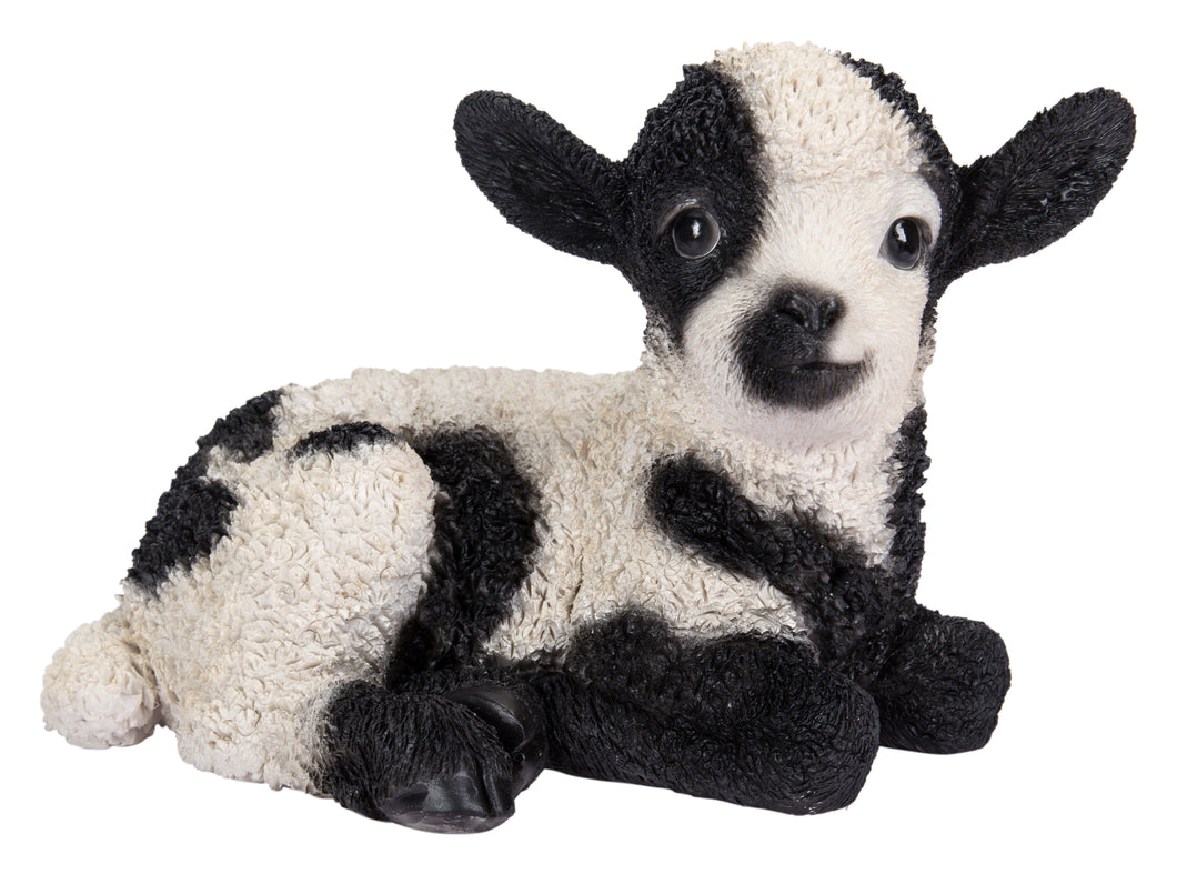 Small Black & White Baby Lamb Lying Down