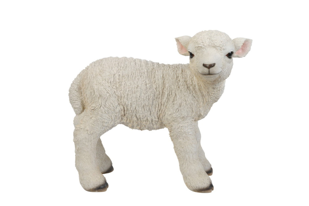 87946 - LAMB STANDING