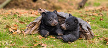 Load image into Gallery viewer, 87957-E - BLACK BEAR CUBS HIDING UNDER LOG STATUE (HI-LINE EXCLUSIVE)
