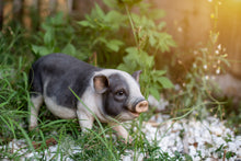 Load image into Gallery viewer, 87959 - POT BELLY PIG STANDING
