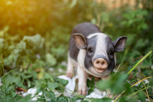 Load image into Gallery viewer, 87959 - POT BELLY PIG STANDING
