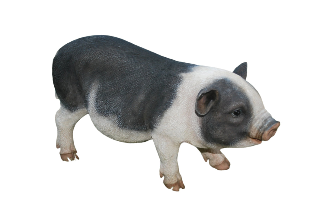 POT BELLY PIG STANDING