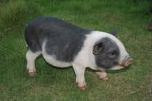 Load image into Gallery viewer, POT BELLY PIG STANDING
