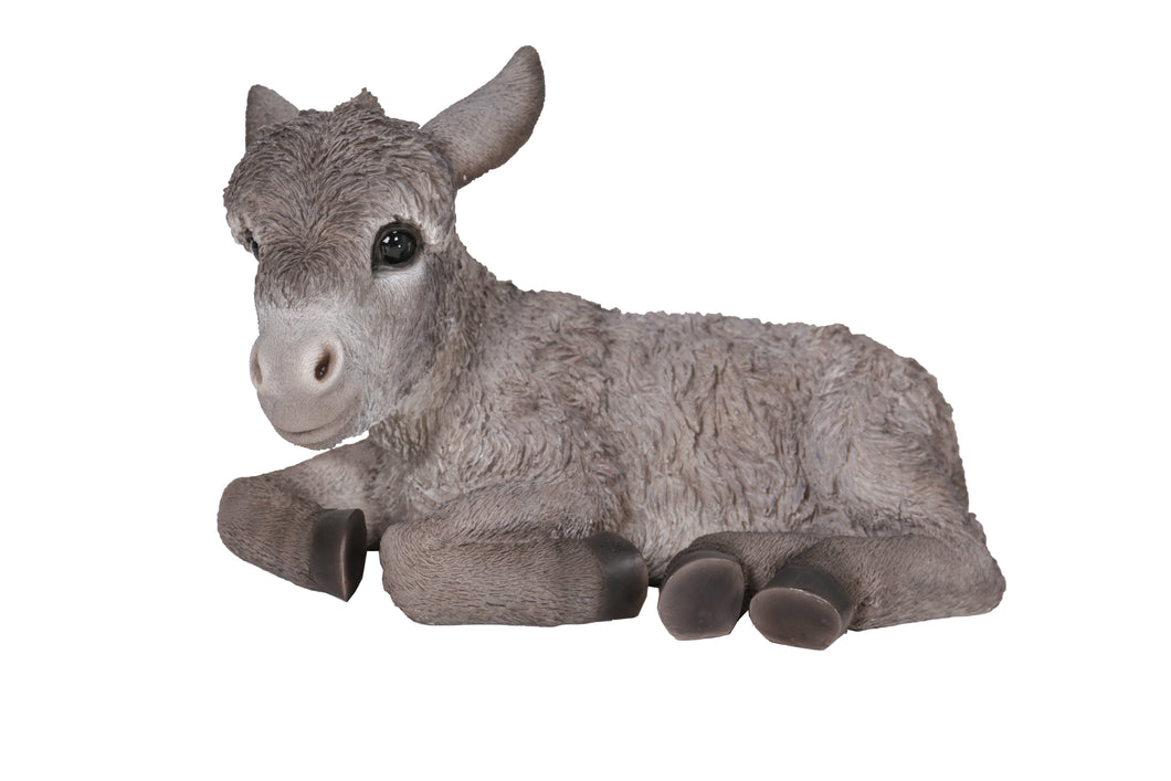 DONKEY FOAL LYING DOWN - MEDIUM