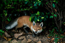 Load image into Gallery viewer, 87976 - FOX PROWLING

