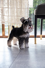 Load image into Gallery viewer, 87983-A - STANDING MINIATURE SCHNAUZER
