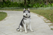 Load image into Gallery viewer, 87986-B - DOG-SIBERIAN HUSKY SITTING-GREY/WHITE
