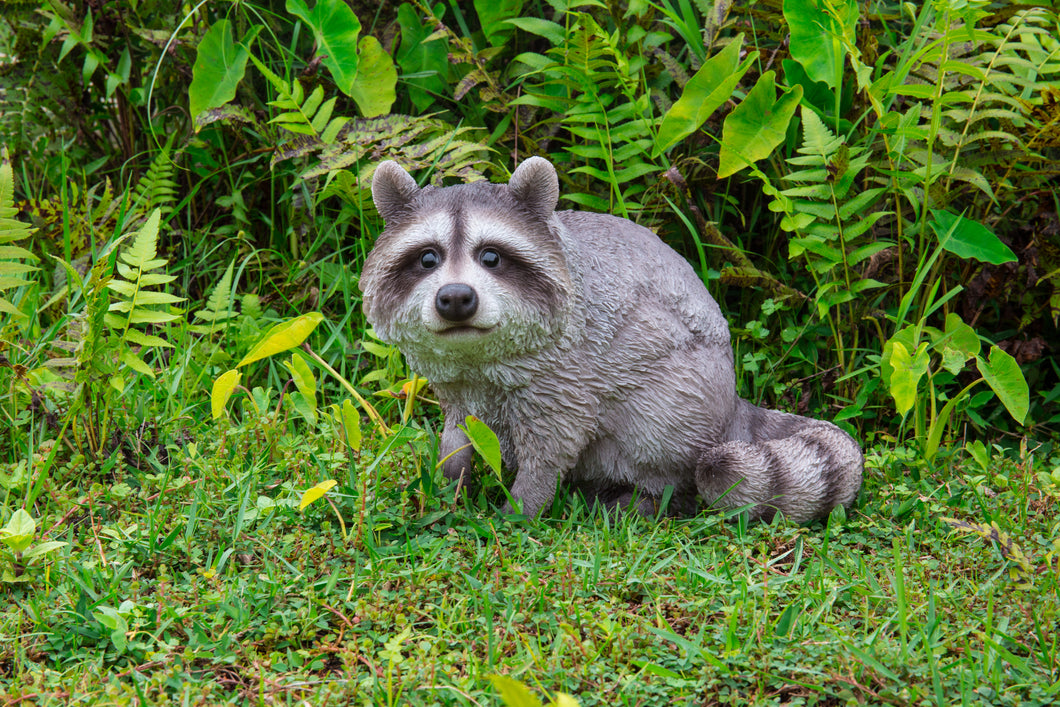 87988-B - RACCOON SITTING