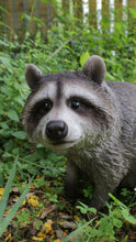 Load image into Gallery viewer, 87988-B - RACCOON SITTING
