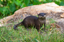 Load image into Gallery viewer, 87991-D - BROWN STANDING OTTER
