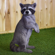 Load image into Gallery viewer, 87988 - RACCOON STANDING
