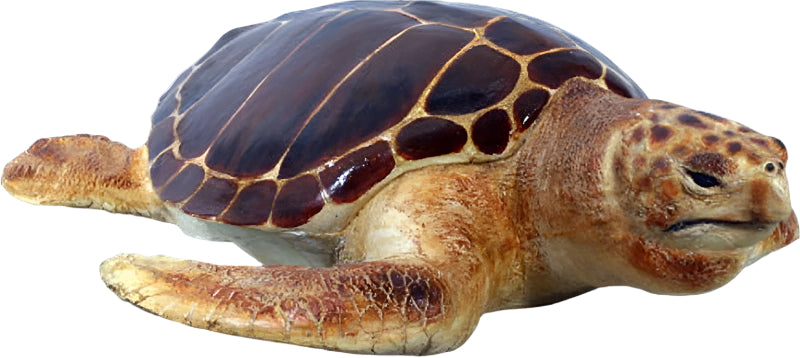 LOGGERHEAD TURTLE