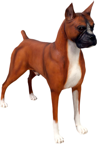 PH-110120 - DOG-BOXER