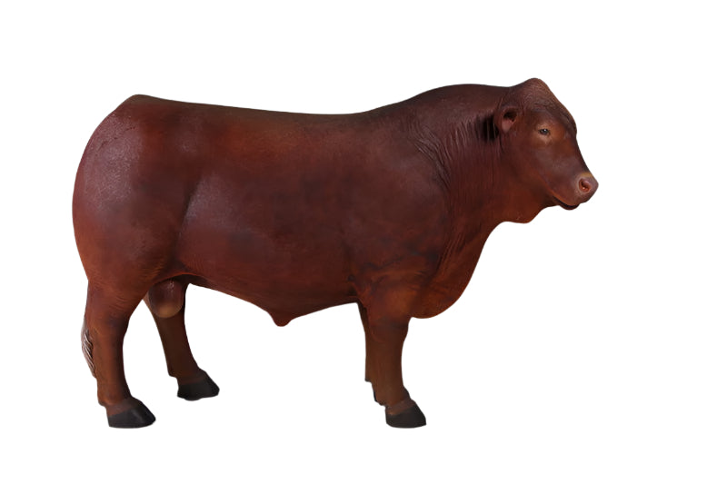 ANGUS BULL (NOT IN AUS/NEWZEALAND)