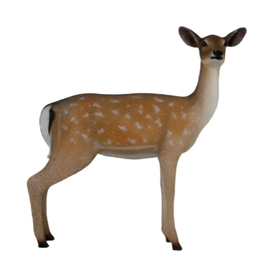 WHITE-TAILED DEER-DOE