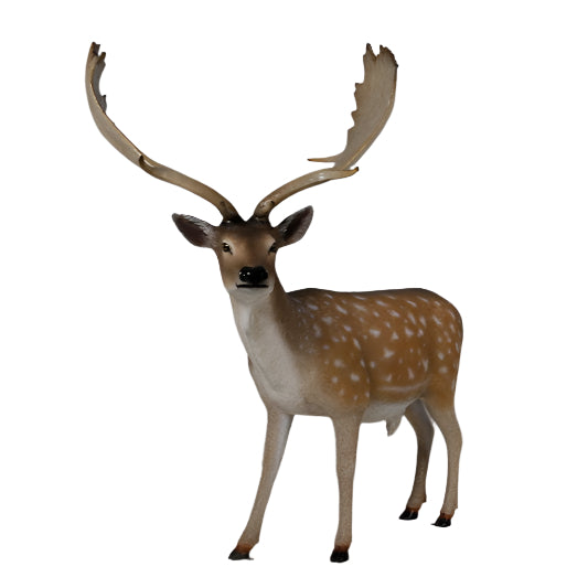 FALLOW DEER-BUCK