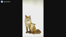 Load and play video in Gallery viewer, 87719-F - FOX MOTHER &amp; BABY FOX SITTING
