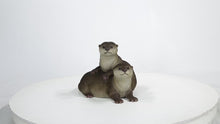 Load and play video in Gallery viewer, 87991-E - PLAYFUL OTTERS
