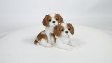 Load and play video in Gallery viewer, 87637-A - KING CHARLES PUPPIES SITTING
