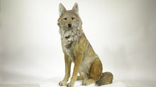 Load and play video in Gallery viewer, 87789-B - SITTING COYOTE STATUE (HI-LINE EXCLUSIVE)
