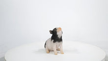 Load and play video in Gallery viewer, 87726-D - BABY PIG SITTING - BLACK AND WHITE
