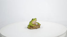 Load and play video in Gallery viewer, 87822-C - WHITE&#39;S TREE FROG
