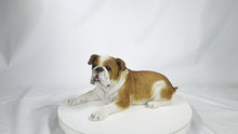 Load and play video in Gallery viewer, 87764-B - LYING BULLDOG
