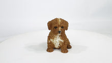 Load and play video in Gallery viewer, 87771-19 - BABY CAVAPOO CHOCOLATE
